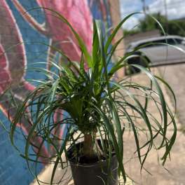 Ponytail Palm Plant