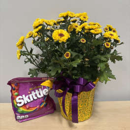Daisy Plant & Skittles