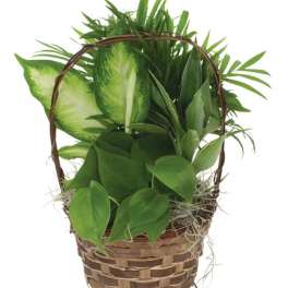 Basket of assorted green houseplants with a woven handle