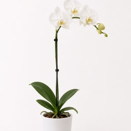 White orchid plant in a white pot