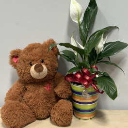 Teddy bear beside a potted peace lily with a ribbon