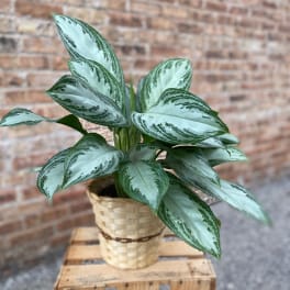 Chinese Evergreen