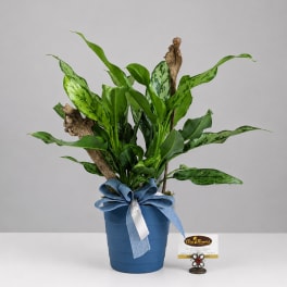 Potted green houseplant in a blue container with a ribbon bow