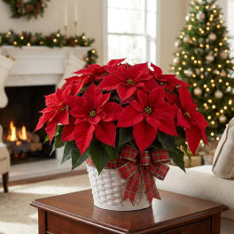 Red poinsettia plant in a white basket with a plaid bow