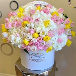 Round box arrangement of white, pink, and yellow tulips mixed with white hydrangeas.