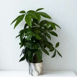 Potted green houseplant with broad leaves in a white marble-look planter
