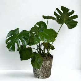 Potted monstera plant with large split green leaves in a decorative metal container