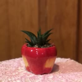 Apple of my Eye