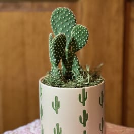 Small cactus in a white pot with green cactus prints