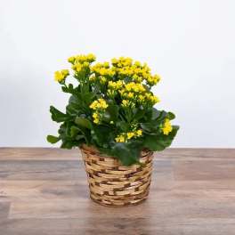 Yellow flowering plant in a woven basket pot