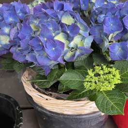 Blue Hydrangea