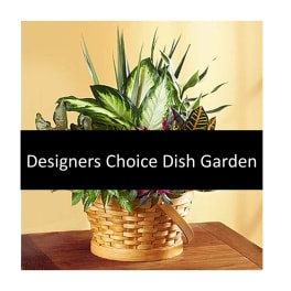 Dish garden plants in a woven basket planter