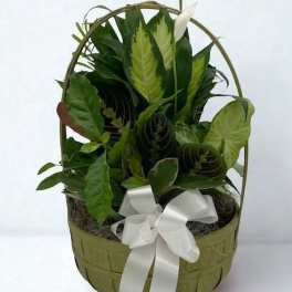 Basket of green houseplants with a white ribbon bow