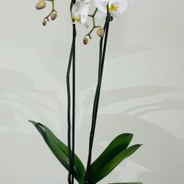 BF-V50 Phalaenopsis Orchid Plant