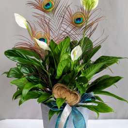 Exotic Peace Lily - 6" Planter