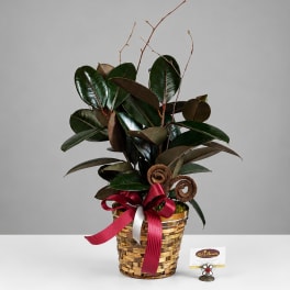 Potted rubber plant in a woven basket with a red ribbon