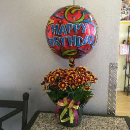Burg Birthday Daisy Plant