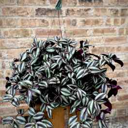 Tradescantia (only 1 available)