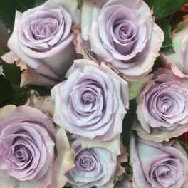 One Dozen Lavender Roses in a Vase