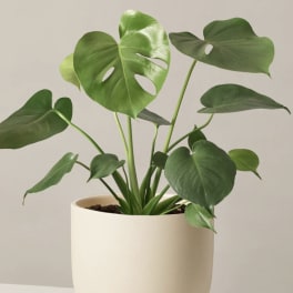 Potted monstera plant with large split green leaves in a cream pot