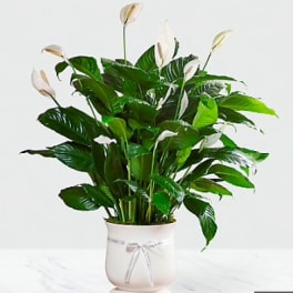 Spath Plant