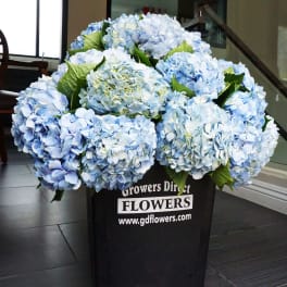 Large bundle of light blue hydrangeas in a black florist bucket on a tile floor