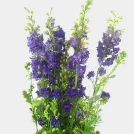 Tall bouquet of purple flowers with bright green stems