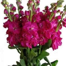 Bouquet of magenta stock flowers with green stems