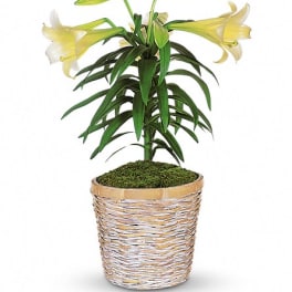 Potted lily plant with pale yellow blooms in a woven basket