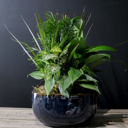 Lush green plant arrangement in a glossy dark ceramic bowl