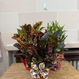 Potted croton plant with multicolored leaves and a decorative ribbon