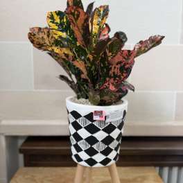 Potted croton plant with multicolored leaves in a patterned white pot