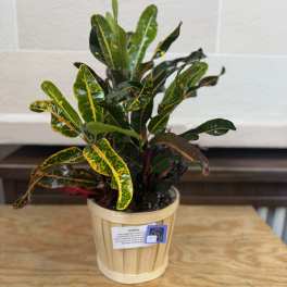 Potted croton plant with variegated green, yellow, and red leaves