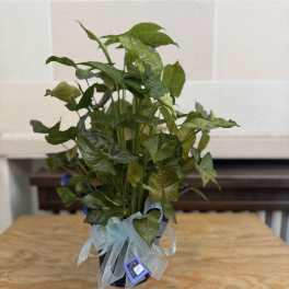Potted green houseplant with arrow-shaped leaves and a ribbon bow