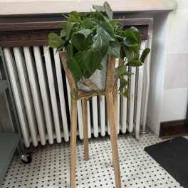Potted trailing green houseplant on a wooden stand