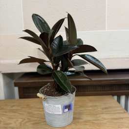 Potted rubber plant in a metal bucket