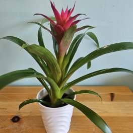Potted bromeliad with a pink-red central bloom in a white pot