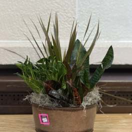 Copper Tin Dishgarden