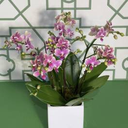 Pink orchid plant in a white square pot