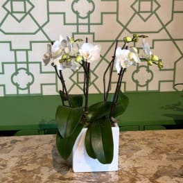 White orchids in a square white pot with broad green leaves