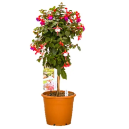 FUCHSIA STANDARD IN 7.5" POT