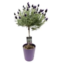 Lavender Topiary in Self Watering Pot