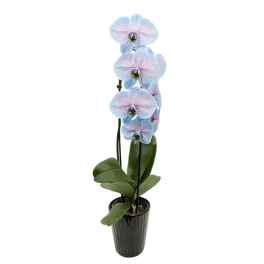 ORCHID PHALAENOPSIS WATERFALL