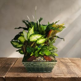 Tropical potted plant arrangement in a decorative green planter