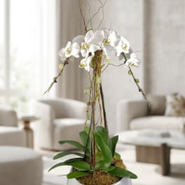 White orchid plant in a white bowl planter with tall decorative branches