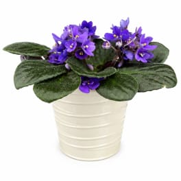 Purple African violet plant in a cream pot