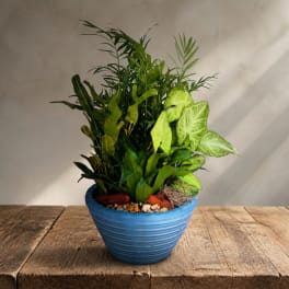 Mixed green houseplants arranged in a blue ceramic pot
