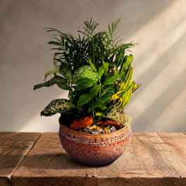 Potted tropical houseplant in a textured ceramic bowl