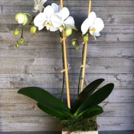 White orchid plant in a decorative square container