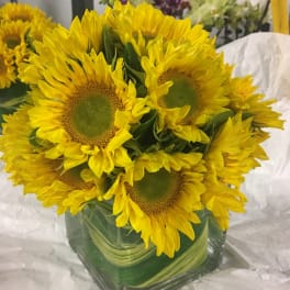 Sunflower arrangement in a square glass vase